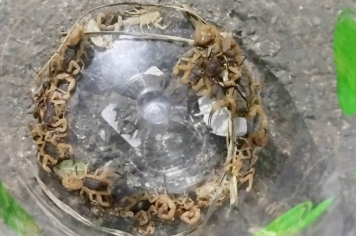 SEMANA DE ENFRENTAMENTO AO ESCORPIONISMO: ATENTE-SE AOS CUIDADOS!