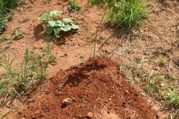 IGARAÍ RECEBE DOAÇÃO DE 30 ÁRVORES >>