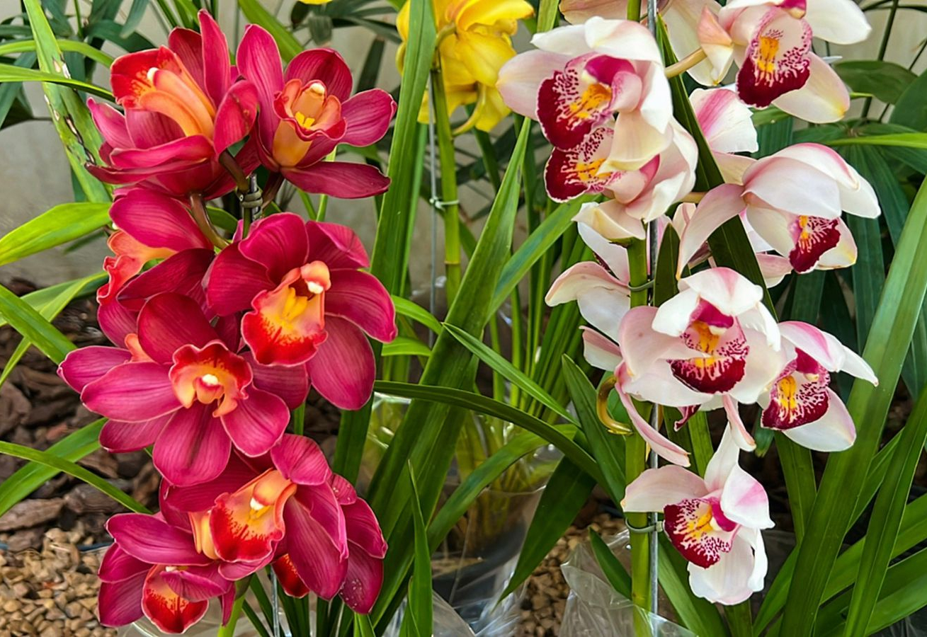 5º FESTIVAL DE ORQUÍDEAS ENCANTA O MERCADÃO MUNICIPAL DE MOCOCA 