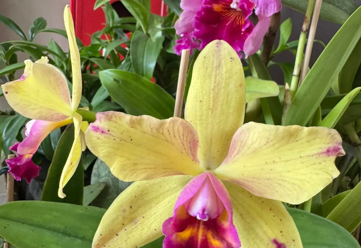 7º FESTIVAL DE ORQUÍDEAS DE MOCOCA