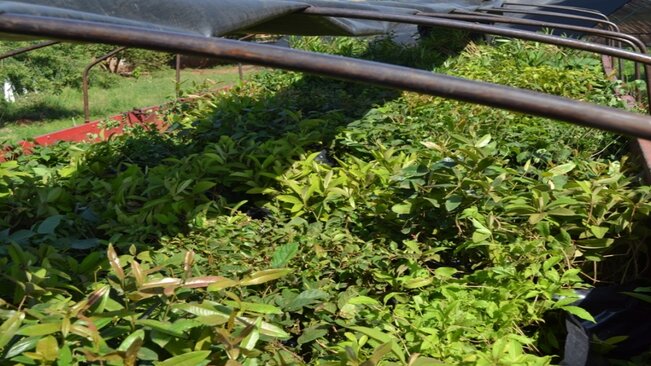 Prefeitura fará reflorestamento de parques e áreas verdes do município