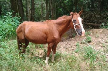 ANIMAL CAPTURADO NO NENÊ PEREIRA LIMA 