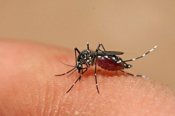 Mococa contra a Dengue