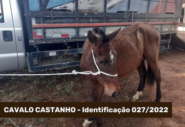 ATENÇÃO ANIMAL CAPTURADO