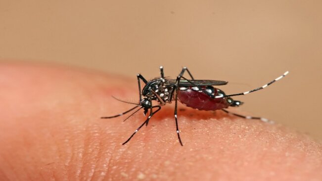 Mococa contra a Dengue